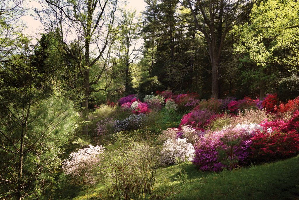 The Azalea Garden is home to over 20,000 plants within its 15-acre space.