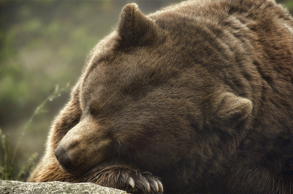 Honorable Mention: Lazy Bear by Karen Peron (Amateur category)