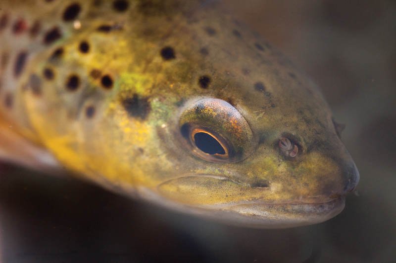 Typically found in lower elevations, brown trout inhabit many of North Carolina’s streams and rivers.