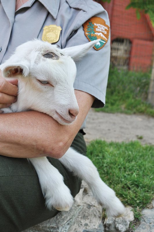 Goats are still raised at Connemara. This two-week-old Saanen kid is held by a park ranger.