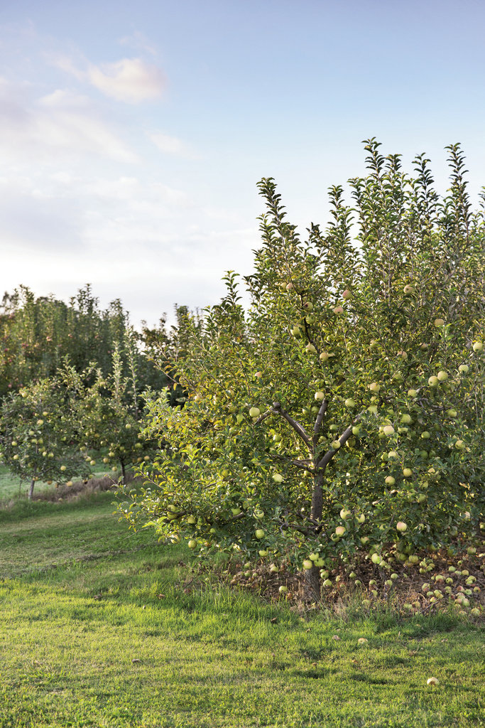 Creasman Farms is among some 125  orchards spanning more than 5,000  acres in Henderson County, the cradle  of North Carolina’s apple crop.