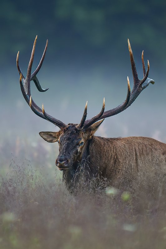 For good reason, the Cataloochee Valley is one of the most popular places to spot elk. This large bull stands tall in the valley’s morning fog.