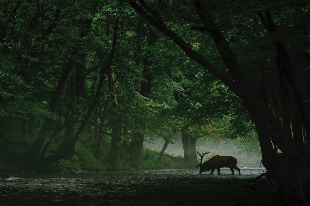 Although black bears, coyotes, and bobcats may prey on weaker herd members, the elk living in the Smokies have fewer predators than their relatives out West. They’re vegetarians, sticking to a diet of grasses, ferns, acorns, and other plants.