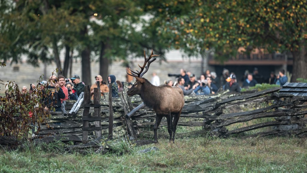 Especially in autumn, elk interactions are fascinating to witness up close. Many visit the Great Smokies to observe wildlife in action.