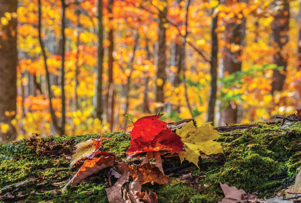 Fallen glory: Passing out of peak leaf season, a colorful carpet builds at Crab Tree Falls Trail.