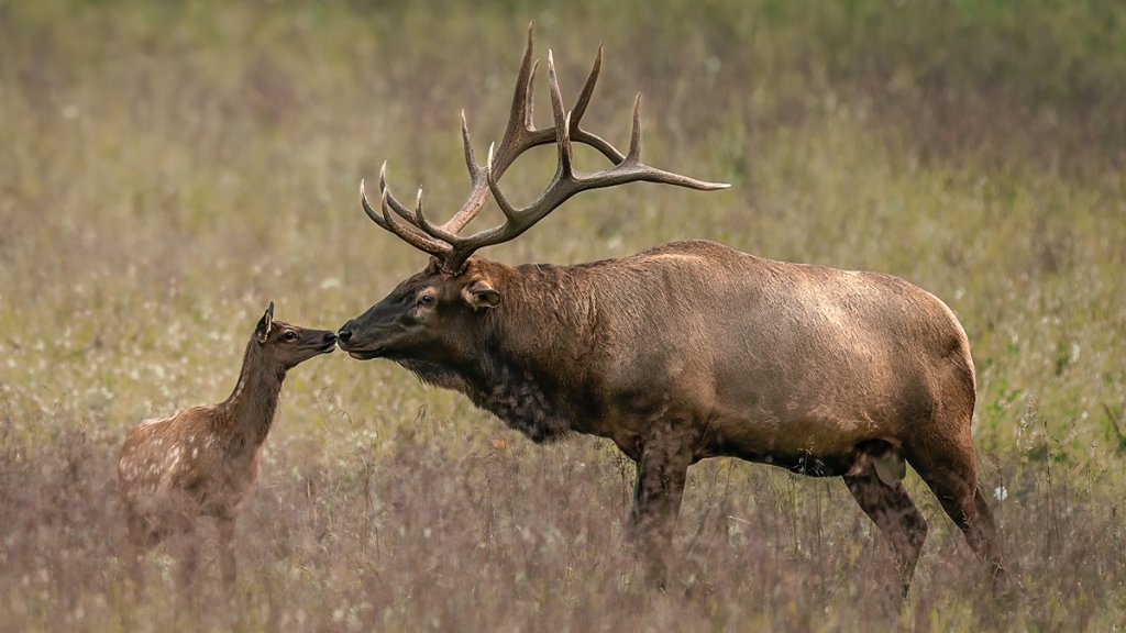 Folks hoping to capture the elk on camera should be respectful of the elk and the park rangers to ensure safety.