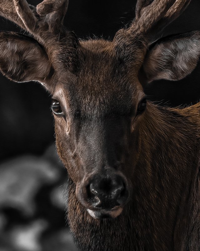 Elk have excellent eyesight due to the placement of their eyes along the side of their heads. This gives them a 280° field of vision, which helps them spot predators on the horizon.