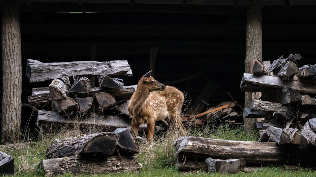 Young elk typically shed their deer-like spots (above) by August to make room for a heavier winter coat.