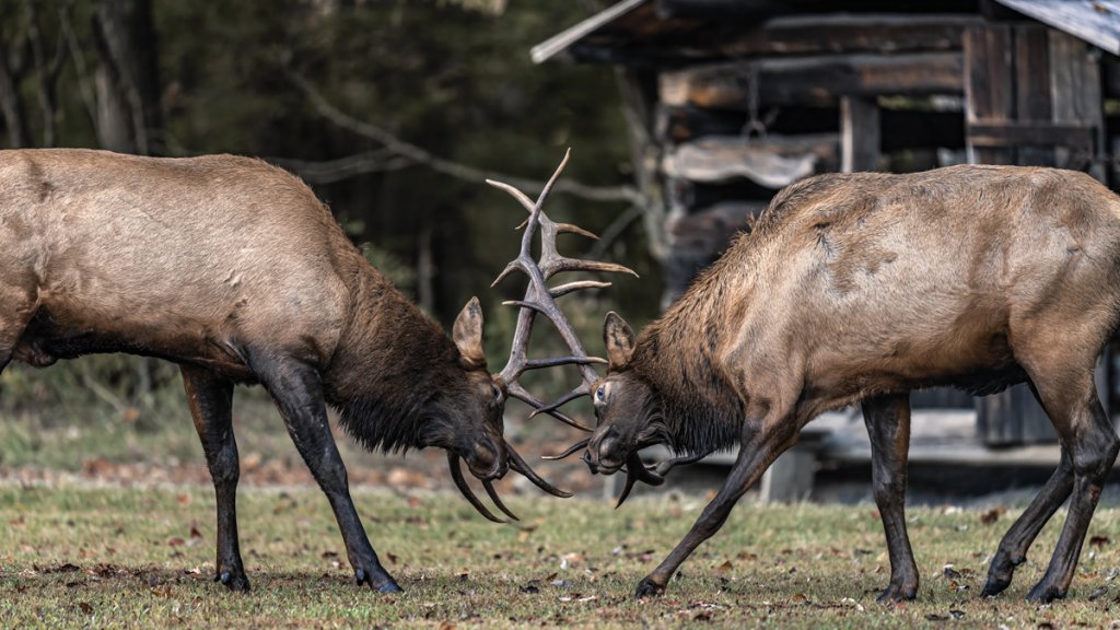 Although the rut can inspire competition among bulls, true fighting is rare. More commonly, conflicts are handled with minimal contact.