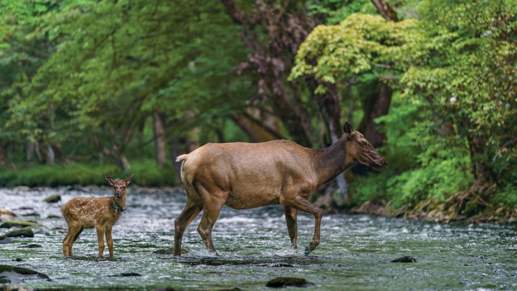 When you spot a young elk with velvety antlers, that’s an indication that the bull’s headgear is still growing. When antlers are not fully calcified, they have a fuzzy appearance. The velvet sheds in August, revealing a sharp, strong defense system for the growing bull. Calves stick with their mothers for the first several months of life, as they nurse until around seven months of age.