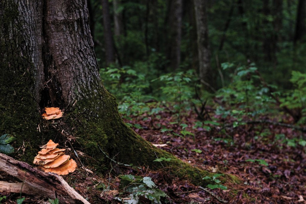 Mushrooms and trees tend to go together; like this variety of chicken of the woods, they’re often found on and around tree bases, or on dead logs.