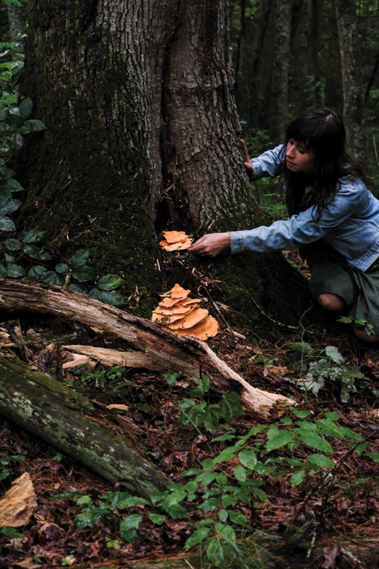 When hunting for mushrooms, trees often house a variety of fungi.