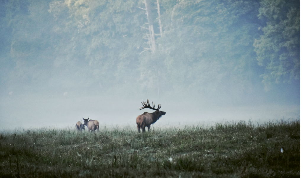 FINALIST - BULL ELK IN FOG - Kelsay Lickteig - As the early morning fog was lifting, Lickteig snapped this scene of a bugling bull elk and his ladies during mating season in Cataloochee Valley.  Professional category