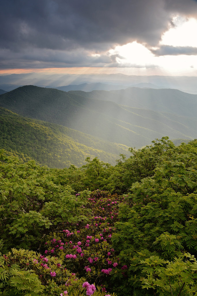 Honorable Mention: Craggy Gardens in Bloom by Laura Sparks (Professional category)
