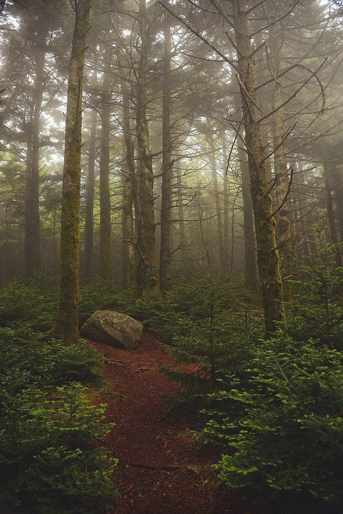 Honorable Mention: Along the Appalachian Trail by Laura Sparks (Professional category)
