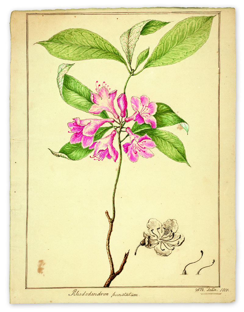 Rhododendron punctatum