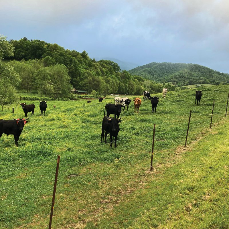 Terri Wells, Buncombe County Commissioner, and husband Glen, have placed their farm in Sandy Mush under conservation easement to ensure it will always be a farm.