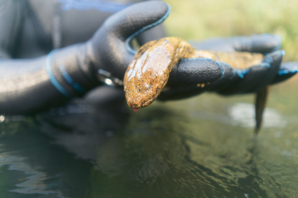 Hellacious - Our writer’s underwater sojourn turned up a dead hellbender. According to Merrill, the salamanders are being impacted by Chytrid fungus.