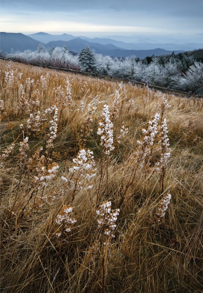 Cold Mountains - Frost grips the stems of goldenrod at Roan Mountain in December.
