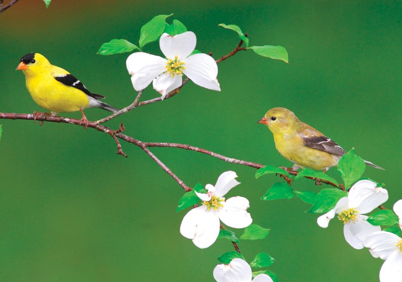 Cool Facts: American Goldfinches are strictly vegetarian—their favorite snacks are sunflower seeds and Nyjer. They’re also one of the only finches to molt biannually, and they are the state bird of Washington, Iowa, and New Jersey.