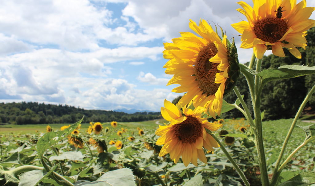 Kathryn Sizemore, A field of sunflowers at the Biltmore Estate Amateur category