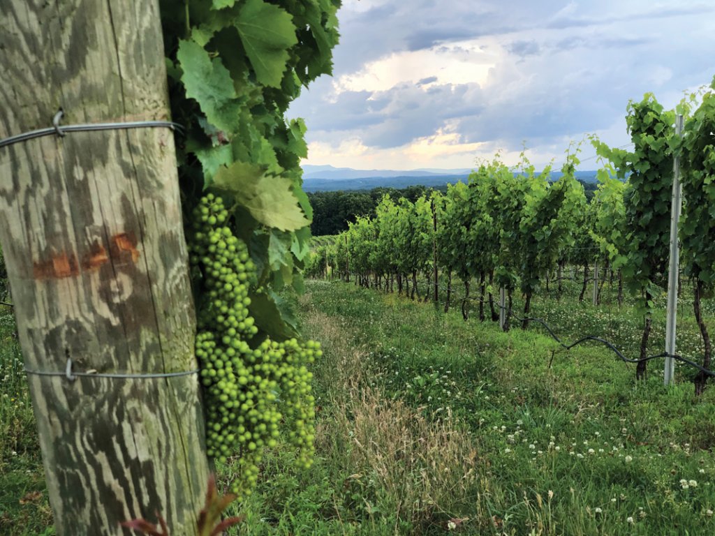 There are several vineyards near Wilkesboro, including Raffaldini Vineyards in Ronda and Roaring River Vineyards in Traphill.