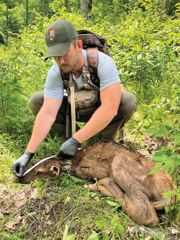 Elk health and safety is monitored using many different methods, including recording their size at birth.