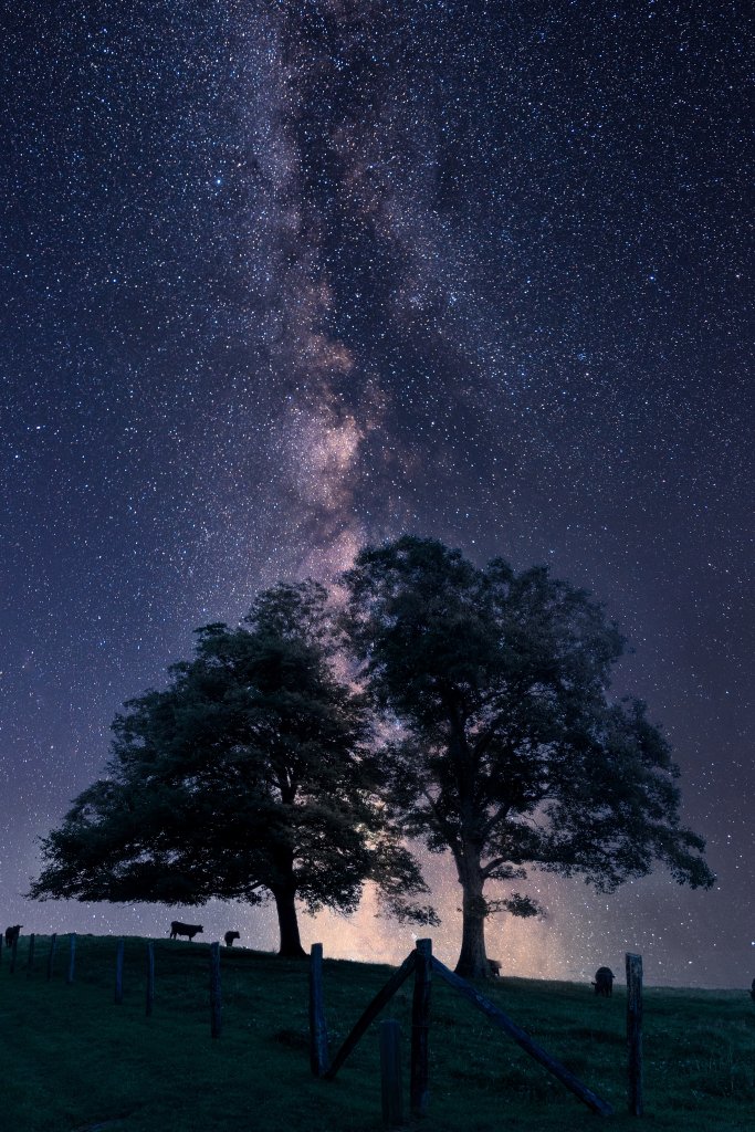 Cows Along the Milky Way - Justin Potter At night, the Blue Ridge Parkway comes to life.  Underneath a stellar sky, a photographer captures a Western North Carolina herd. {Professional} @jpotterphoto