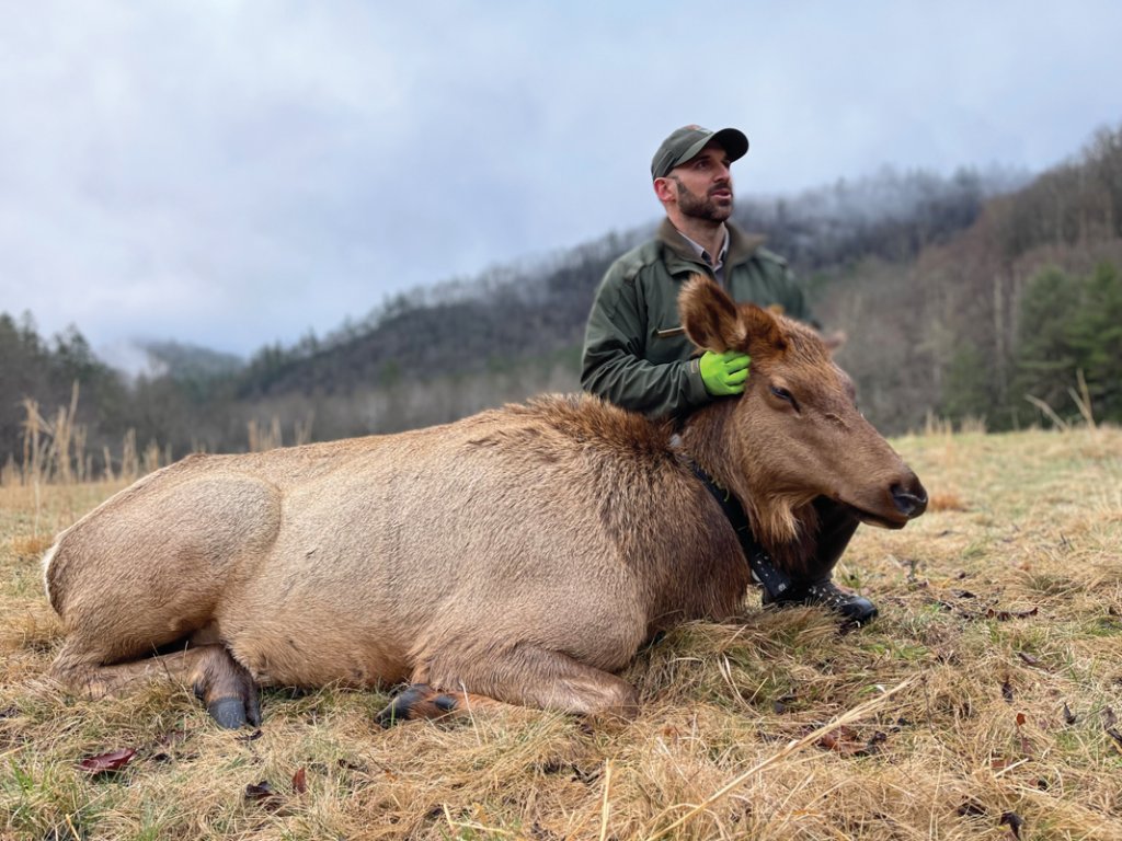 As part of the park’s efforts to protect the herd, many elk wear a radio collar like the one Joe Yarkovich is outfitting on a cow. This is done in order to track the herd&#039;s movements