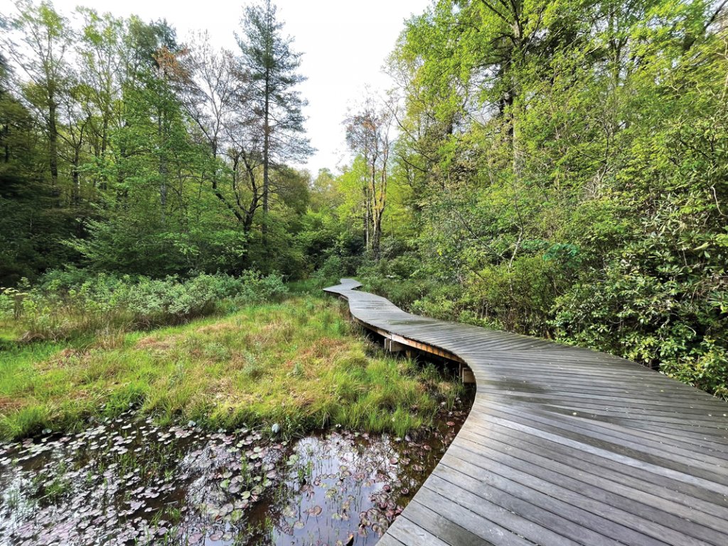 Boardwalk trail to Lindenwood Lake.