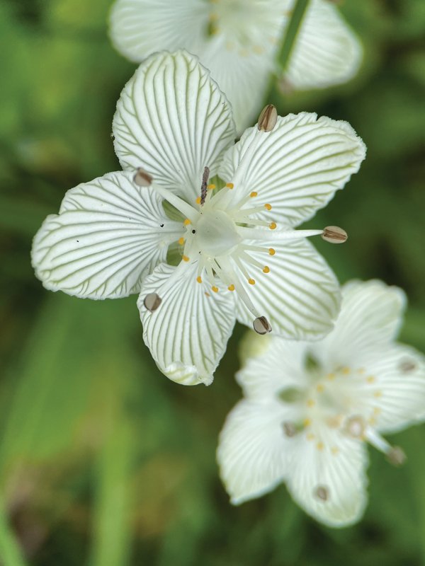 Appalachian Parnassia.