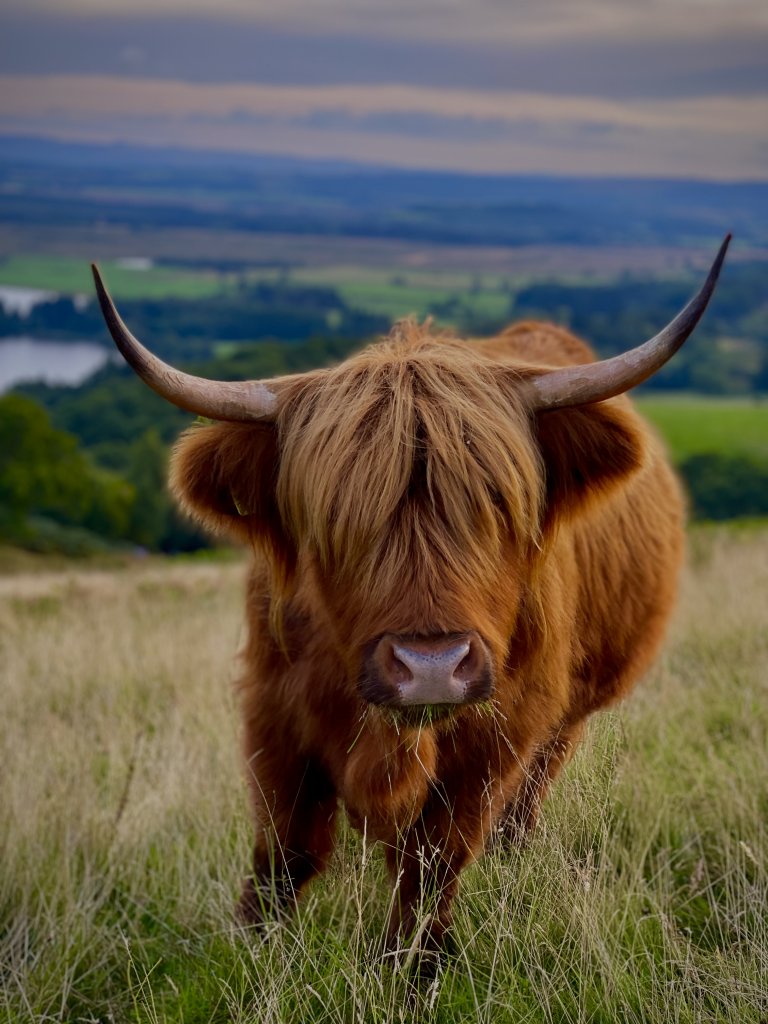 Highland Cow - Paul Albert Named for their origins in Scotland, these friendly creatures are able to find their way around our region despite the dossan (fringe) covering their eyes. {Amateur}