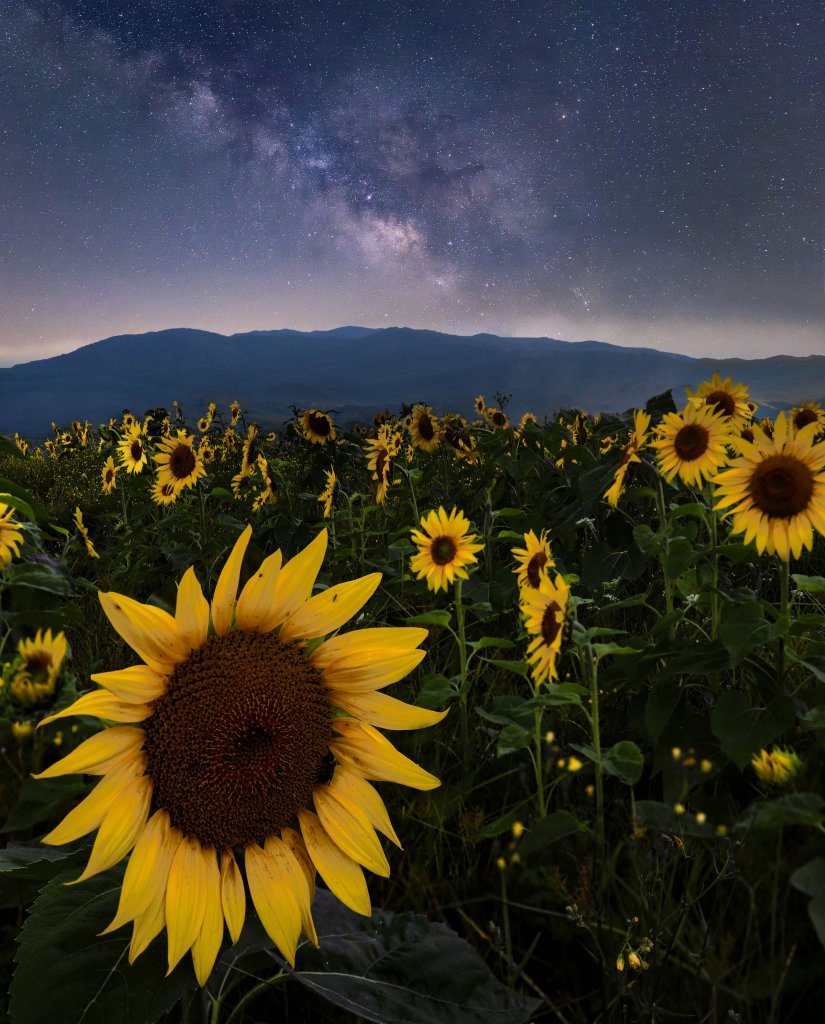 Sunflower Under the Stars - Mallory Fountain Captured through a long exposure shot, the Milky Way Galaxy overlooks a field of sunflowers in summer. {Amateur} @fairfortunephoto