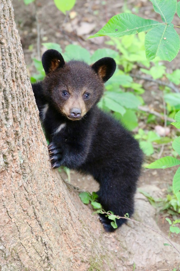 HONORABLE MENTION - BLAZE - Jim Moore - A bear cub caught on camera near Fairview. Amateur category