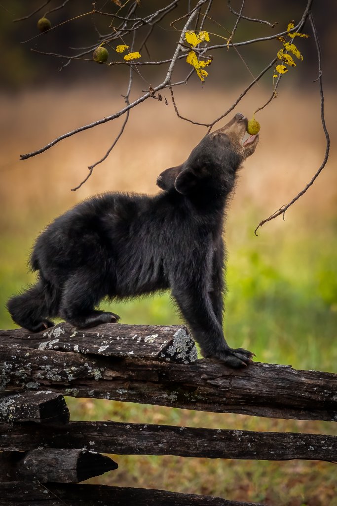 1st Place Amateur Category -- Low Hanging Fruit - Dan Riley V Thousands of black bears call WNC their home. Here, a resident cub finds a tasty morsel hanging from a walnut tree. {Amateur} @rileyv.photography