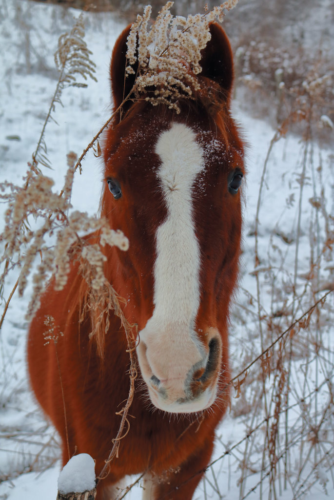 FINALIST - WINTER PASTURE - Mandy Quinzi - Quinzi’s Canon EOS Rebel T6i did the trick for framing this beauty she met in a Madison County pasture.  Amateur category