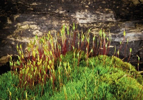 Fire moss (Ceratodon purpureus) prefers light, but is shade tolerant.
