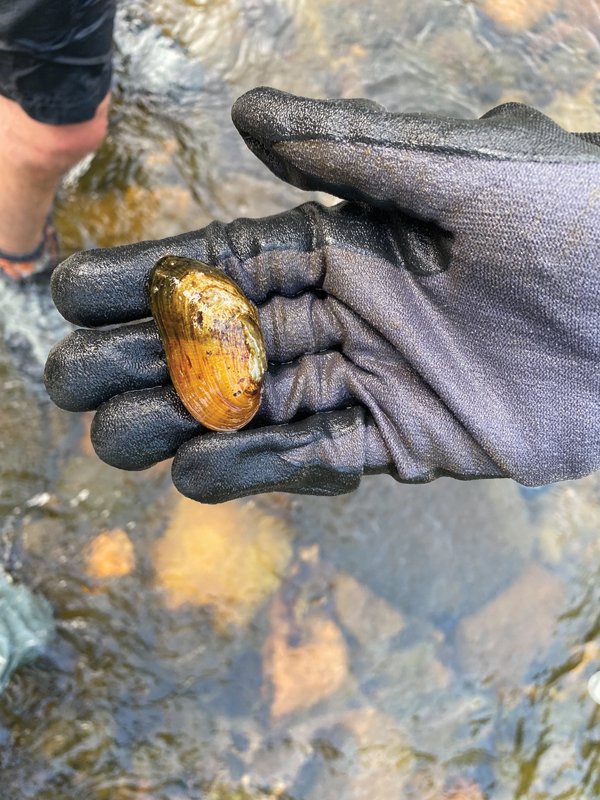The Appalachian elktoe mussel.