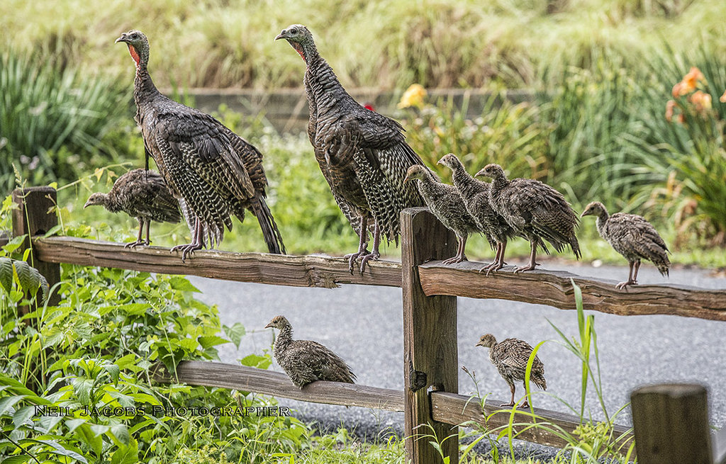 Honorable Mention: Turkeys on the Fence by Neil Jacobs (Professional category)
