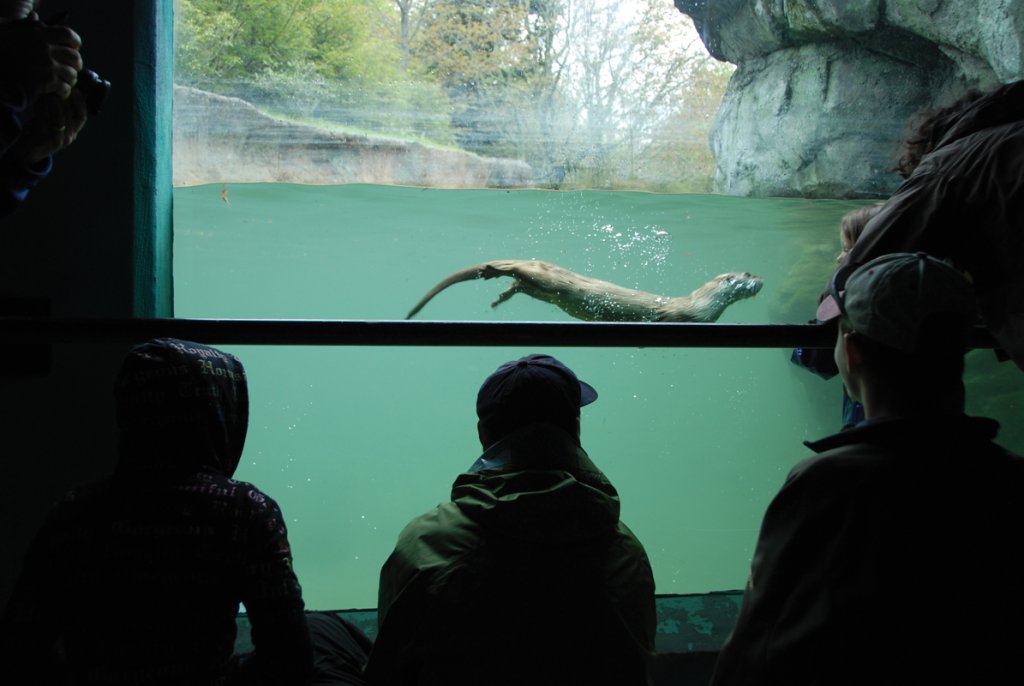 An otter says hello at Grandfather Mountain’s Wilson Center.