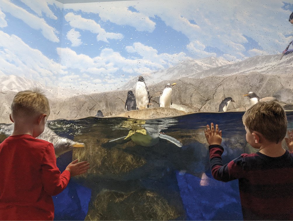 The Tennessee Aquarium takes up three large riverfront buildings: one dedicated to freshwater species, including the largest river fish in the world, another focused on saltwater creatures, as well as an IMAX theater.