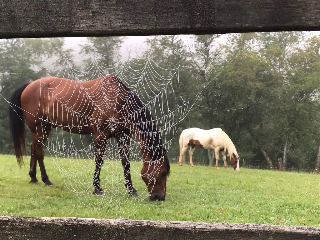 HONORABLE MENTION - DIFFERENT PERSPECTIVE - Peggy B. Wilson - Taken on the photographer&#039;s farm in Asheville. Amateur category
