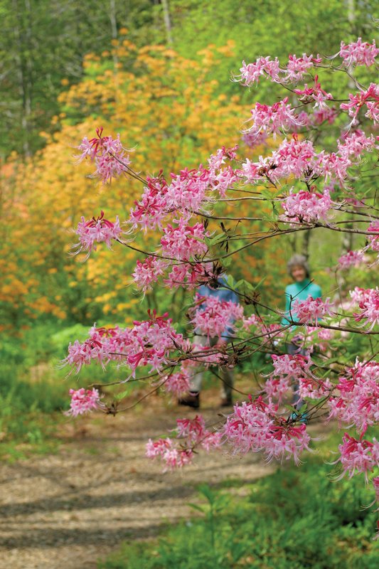 The Arboretum is home to fifteen different species of azalea, like this pink early azalea in bloom.