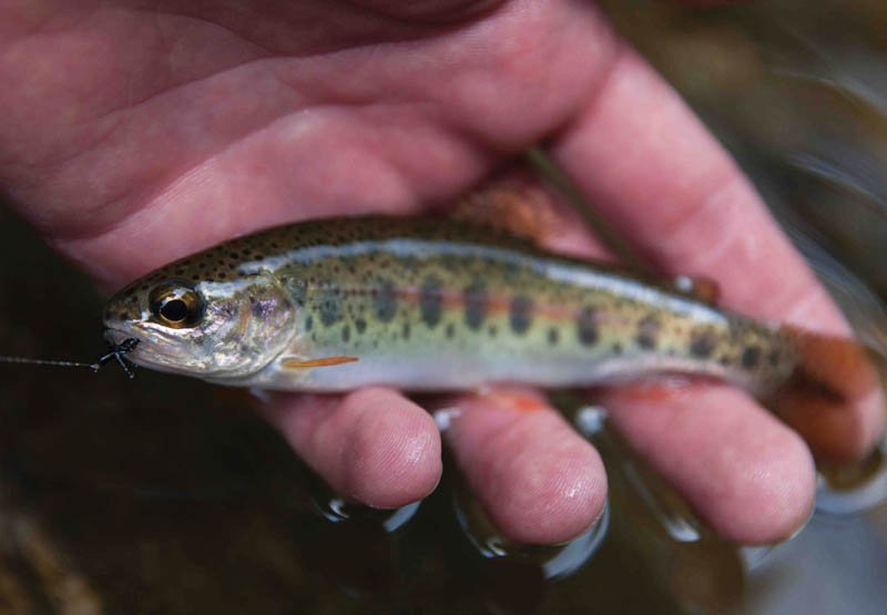 Juvenile rainbow trout