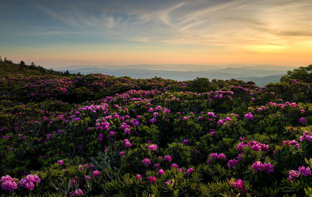 Honorable Mention: Rhododendron Dream by Matt Williams (Professional category)