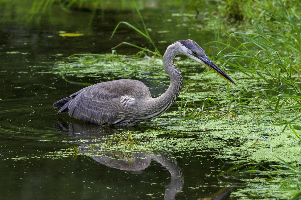 HONORABLE MENTION - BLUE HERON - Robert Wagner - A great blue heron taken near Cherokee. Professional category