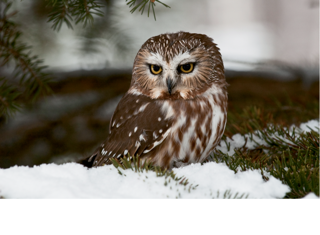 Finalist: Saw-Whet Owl in Pines by Mike Tuziw (Professional category)