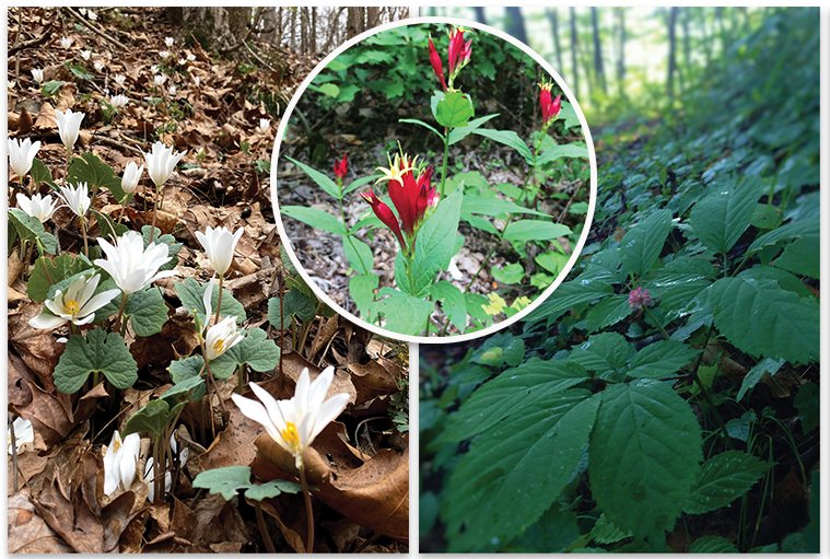 Good for What Ails You - Frequently foraged medicinal plants have included bloodroot, above right, pinkroot, inset, and American ginseng, right.