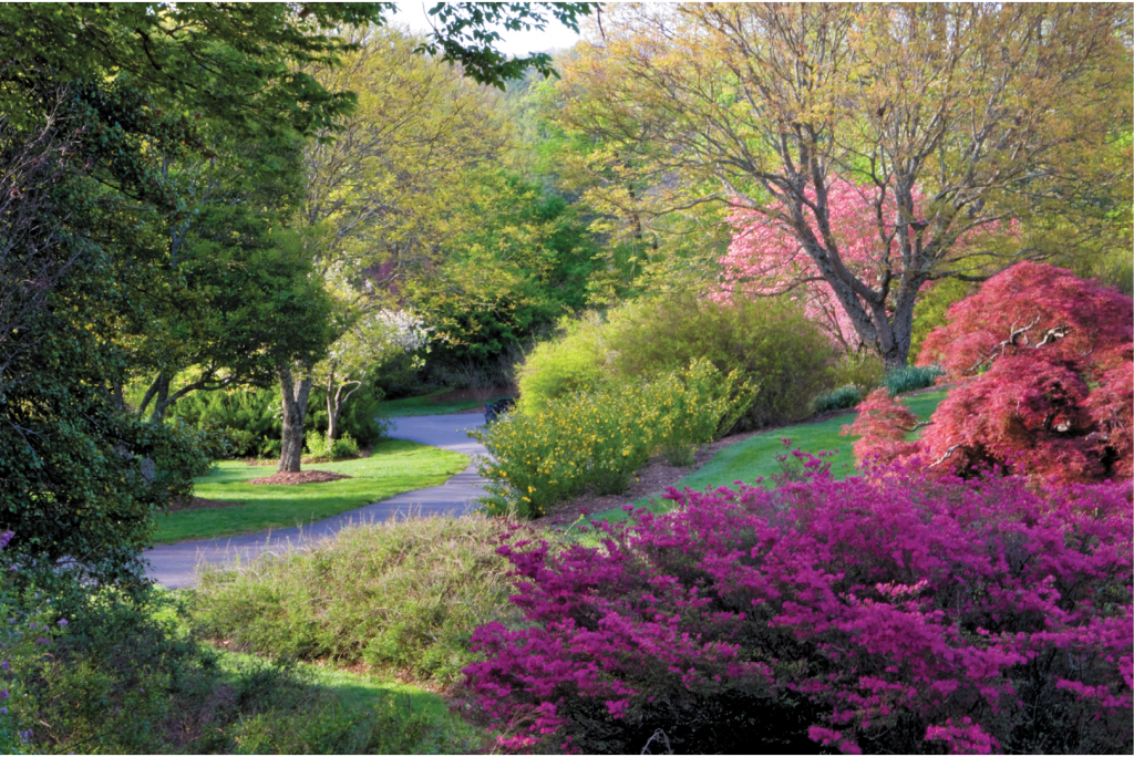 The Shrub Garden today—what Olmsted originally called the Ramble.
