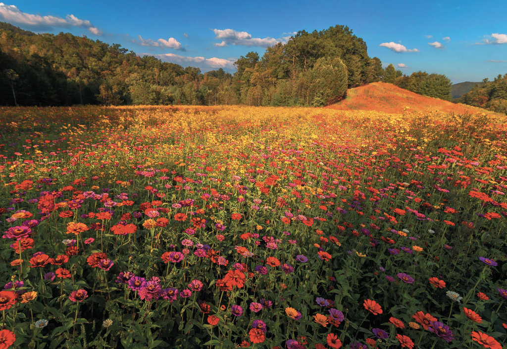 FINALIST - BURST AT TANYARD GAP - Steven Tracy Tweed - With an eye for composition, Tweed snapped this blooming field of zinnias at Tanyard Gap  in Madison County.  Professional category